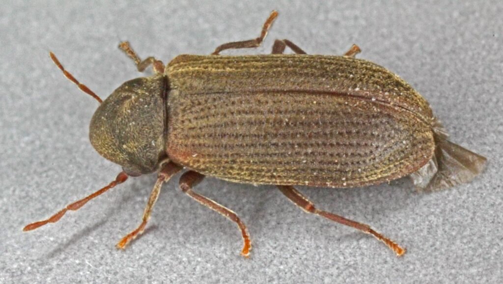 Petite vrillette adulte (Anobium punctatum), coléoptère brun allongé aux élytres striés, photographiée en gros plan sur fond gris